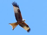 Rotmilan â€“ Land zum Leben
Der Rotmilan ist Deutschlands heimlicher Wappenvogel. Jeder zweite Rotmilan auf der Welt brÃ¼tet in Deutschland. Doch ihm geht es zunehmend schlechter: